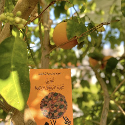 شجرتي شجرة البرتقال الرائعة